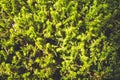 Moss detail in Vanoise national Park, French alps Royalty Free Stock Photo