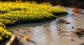 Moss with dew-covered capsules grows luxuriously Royalty Free Stock Photo