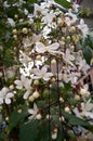 Moss diamond wire flowers look like white butterfly is flying.