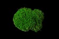 Moss Dicranum scoparium on black background. Dicranum scoparium, broom forkmoss, is species of dicranid moss, native to