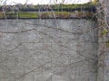 Moss, Dicranum scoparium on a Brick Grey Wall with Thick Vines