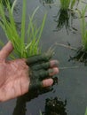 moss that disturbs farmers in the fields