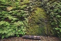 Moss door in fern canyon