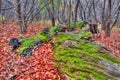 Moss on Downed Trees in HDR High Dynamic Range