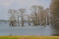 Moss draped Cypress trees in Lake Bruin on the Mississippi River at St Joseph, Tensas Parish, Louisiana