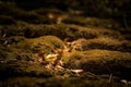 Moss dries on the rock pathway to the mountain and beautiful sunlight background.