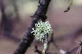 Moss on a dry branch of a tree. Royalty Free Stock Photo