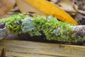 moss on dry wooden branches Royalty Free Stock Photo