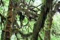 Hoh Rainforest Mossy Trees at Olympic National Park Royalty Free Stock Photo