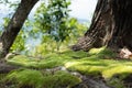 moss in evergreen forest