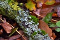 Moss on falled branch, colorful autumn background Royalty Free Stock Photo