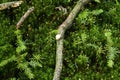 Moss with a fallen branch