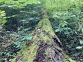 Moss on a fallen tree in the woods Royalty Free Stock Photo