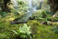 Moss and fern covered forest floor near waterfall In during summer Royalty Free Stock Photo