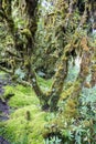 Moss and fern in the rain forest