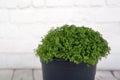 Moss fern, selaginella martensii Royalty Free Stock Photo