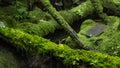 Moss and fern style plants proliferate grow cover stump the forest floor in the garden Royalty Free Stock Photo