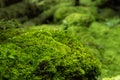 Moss and fern style plants proliferate grow cover stump the forest floor in the garden Royalty Free Stock Photo