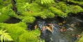 Moss and fern style plants proliferate grow cover stump the forest floor in the garden Royalty Free Stock Photo