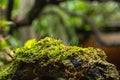 Moss and fern style plants proliferate grow cover stump the forest floor in the garden Royalty Free Stock Photo