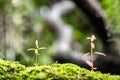 Moss and fern style plants proliferate grow cover stump the forest floor in the garden Royalty Free Stock Photo