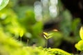 Moss and fern style plants proliferate grow cover stump the forest floor in the garden Royalty Free Stock Photo