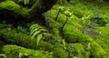 Moss and fern style plants proliferate grow cover stump the forest floor in the garden Royalty Free Stock Photo