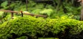 Moss and fern style plants proliferate grow cover stump the forest floor in the garden Royalty Free Stock Photo