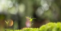 Moss and fern style plants proliferate grow cover stump the forest floor in the garden Royalty Free Stock Photo