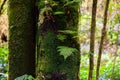 Moss, Fern tree in Ang Ka Luang Nature Trail