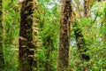 Moss, Fern tree in Ang Ka Luang Nature Trail