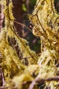 Moss fibers up close growing on tree
