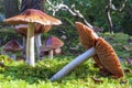 This moss field is full of deer mushroom (Pluteus cervinus) in the Clingendael park