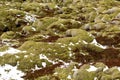 Moss fields in Iceland Royalty Free Stock Photo