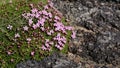 Moss flower on rock Royalty Free Stock Photo