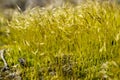 moss flower on the roof in macro Royalty Free Stock Photo