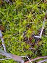 Moss flowering in spring forest Royalty Free Stock Photo