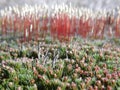 Moss flowers Royalty Free Stock Photo