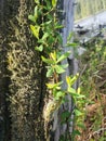 Moss and foliage on bark vertical angle texture background