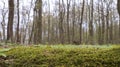 Moss forest. Close-up of a fallen tree trunk in the forest. Dead tree in the forest covered with green moss. Mountain forest with