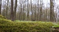 Moss forest. Close-up of a fallen tree trunk in the forest. Dead tree in the forest covered with green moss. Mountain forest with Royalty Free Stock Photo