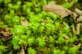 Moss on the forest floor,forest litter,Bryophyta, sensu lato Royalty Free Stock Photo