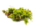 Moss from the forest isolated on white background Royalty Free Stock Photo