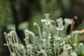 Moss forest litter macro, fantastic plants Royalty Free Stock Photo