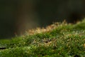 Moss in forest Royalty Free Stock Photo