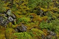 Moss in the forest at the scenic route Ryfylke in Norway