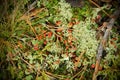 Moss in the forest. Strewn with twigs and pine needles.