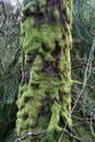 Moss on a Forest Tree Trunk in Winter