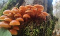 Orange mushroom colony on tree Royalty Free Stock Photo