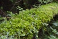 Moss Forest on a Trunk